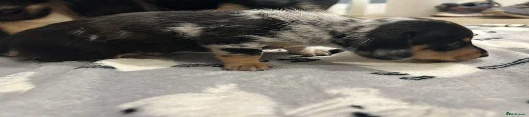 Miniature Dachshund Puppy 1
