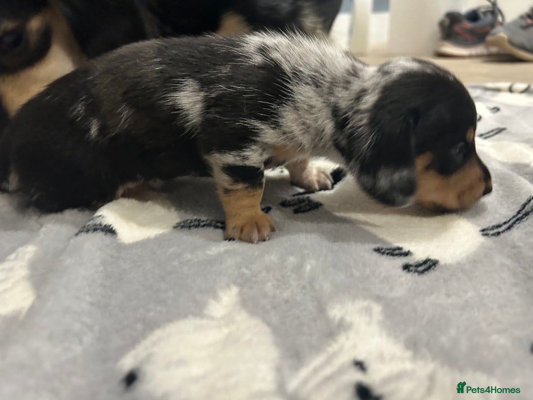 Miniature Dachshund dogs for sale: Mini dachshund puppies - Image 12