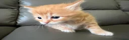 Mixed Breed cats for sale: Available Now - 2 Ginger & 1 Black Kitten - Advert 25