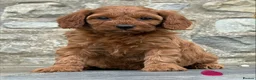 Cavapoo dogs for sale: Fox red&  dark peach cavapoo’s reared with love. - Advert 8