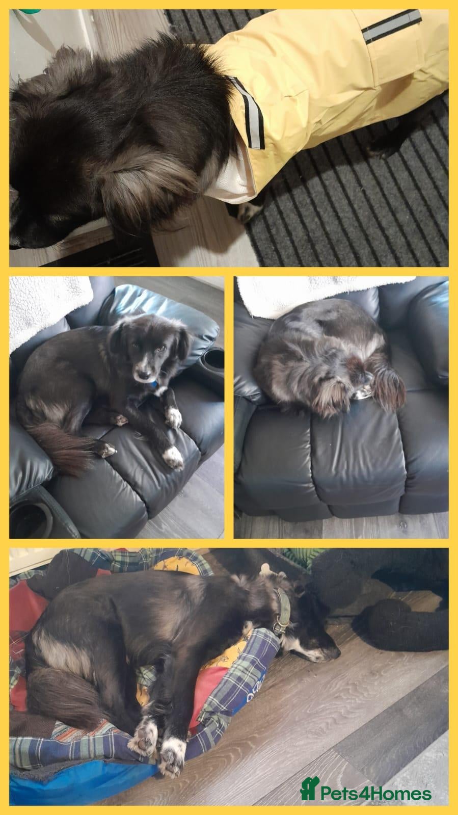 Mixed Breed dogs for adoption: Yo-Na, 2 yrs approx. Available for adoption. - Advert 1