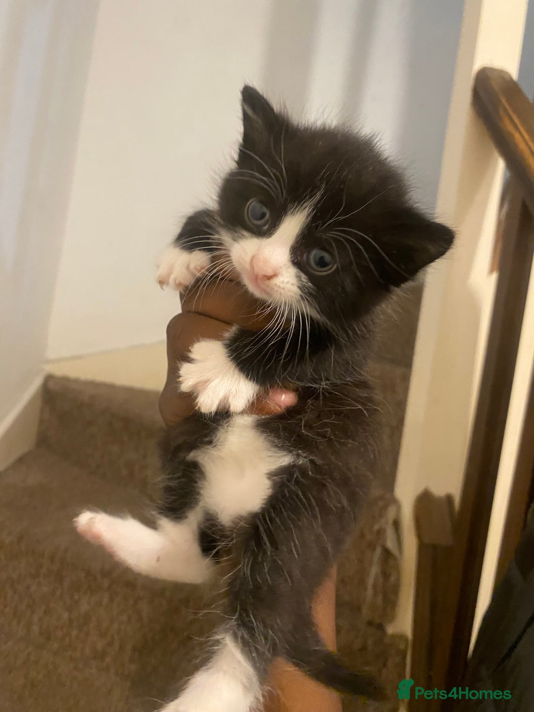 Bombay cats for sale: 3 kittens for sale.Price negotiable  - Image 1
