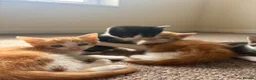 Domestic Shorthair cats for sale: 3x kittens available for loving forever home - Advert 12
