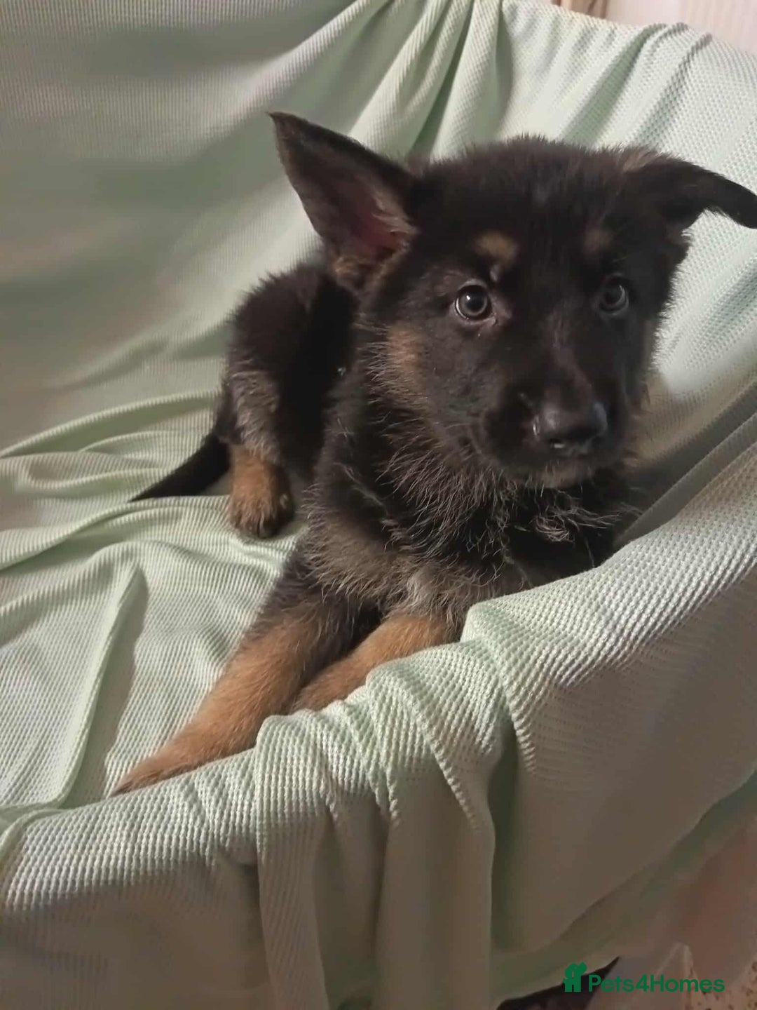 German Shepherd dogs for sale: *Ready Now* Pure Bred German Shepherd Pups - Image 2