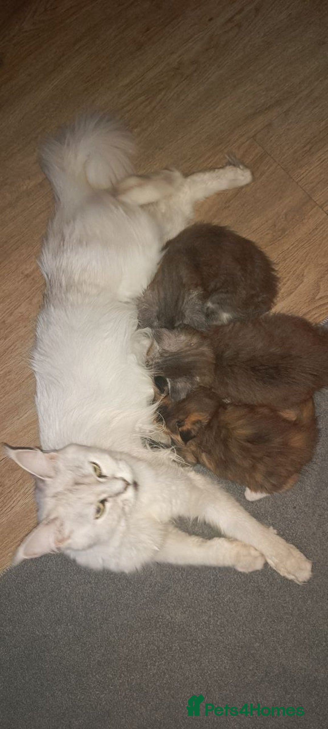 Maine Coon cats for sale: 🌟 Maine Coon Kittens Looking for Loving Homes 🌟 - Image 13