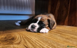 Boxer dogs for sale: 🌟🩷COI 0.5% KC REG BOBTAIL GIRL🩷🌟 - Image 35