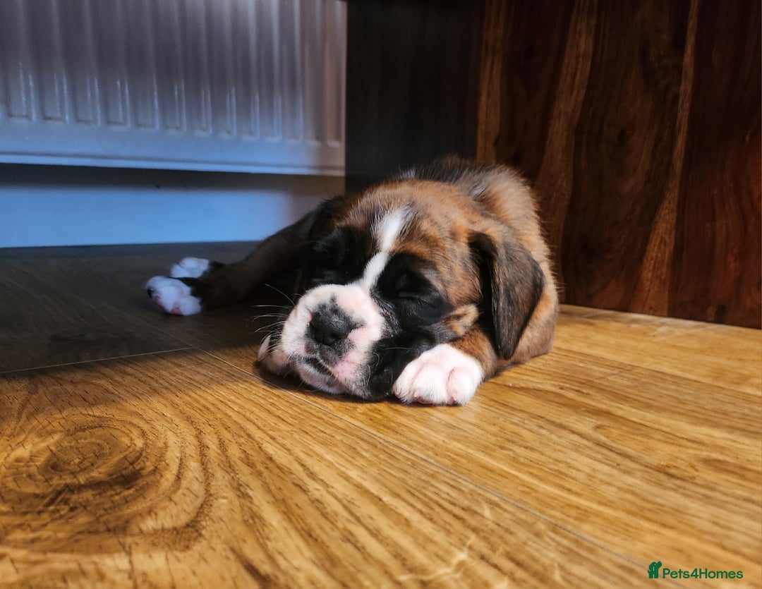 Boxer dogs for sale: 🌟🩷COI 0.5% KC REG BOBTAIL GIRL🩷🌟 - Image 35