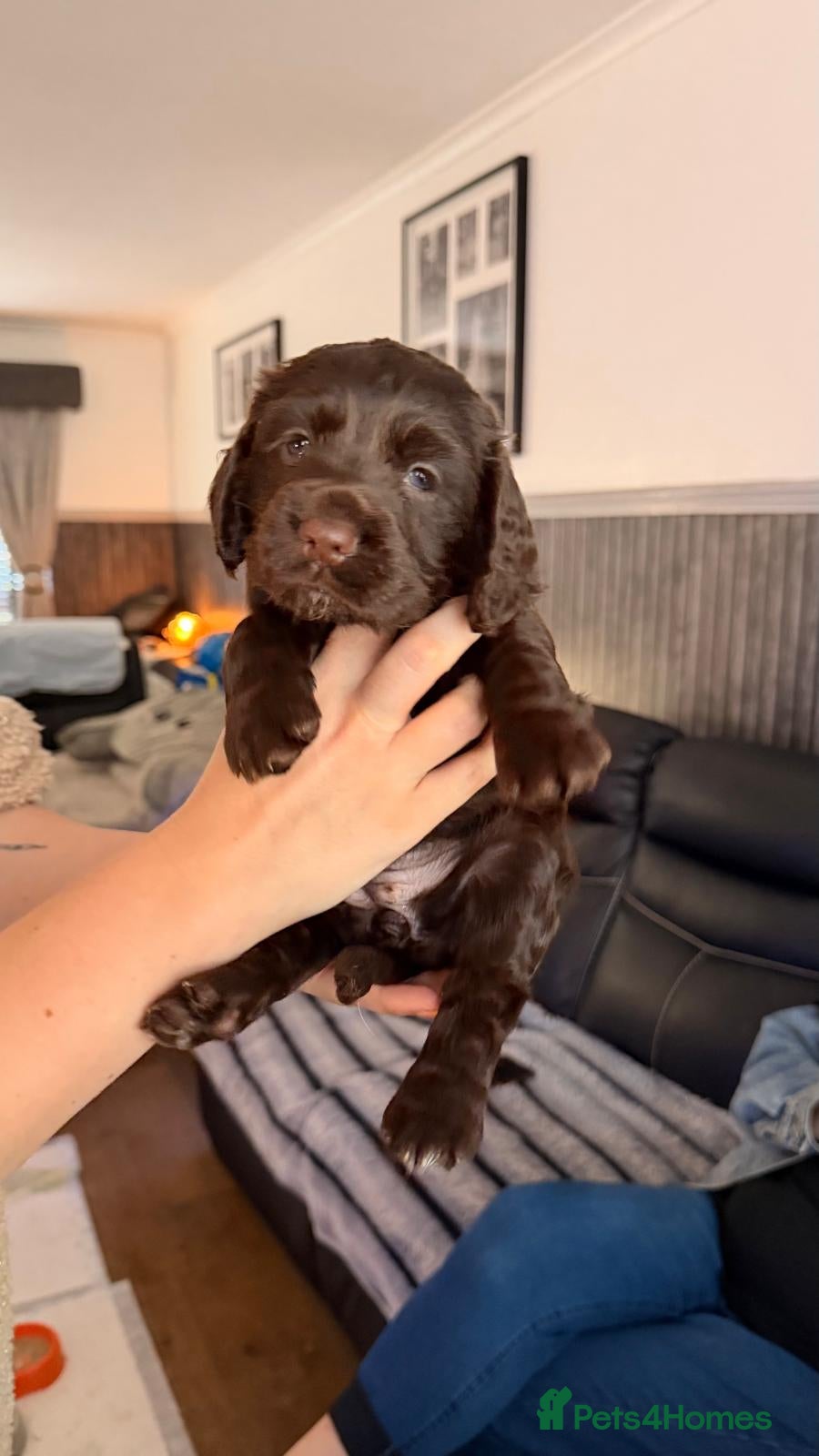 Cocker Spaniel dogs for sale: KC Reg Working Cocker Spaniel Pups ** 1 Boy Left** - Advert 15