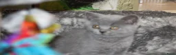 British Shorthair cats for sale: Cute babies ready for their new 🏠🐱🥰 - Advert 35