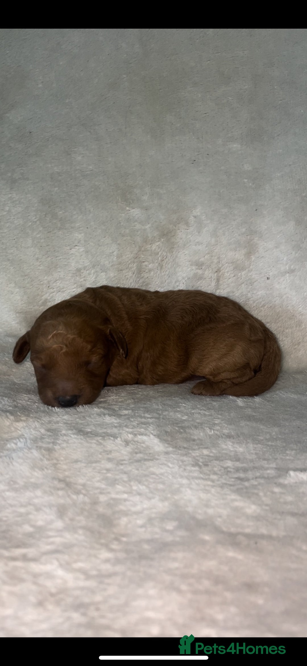 Toy Poodle dogs for sale: Stunning toy poodles  - Image 8