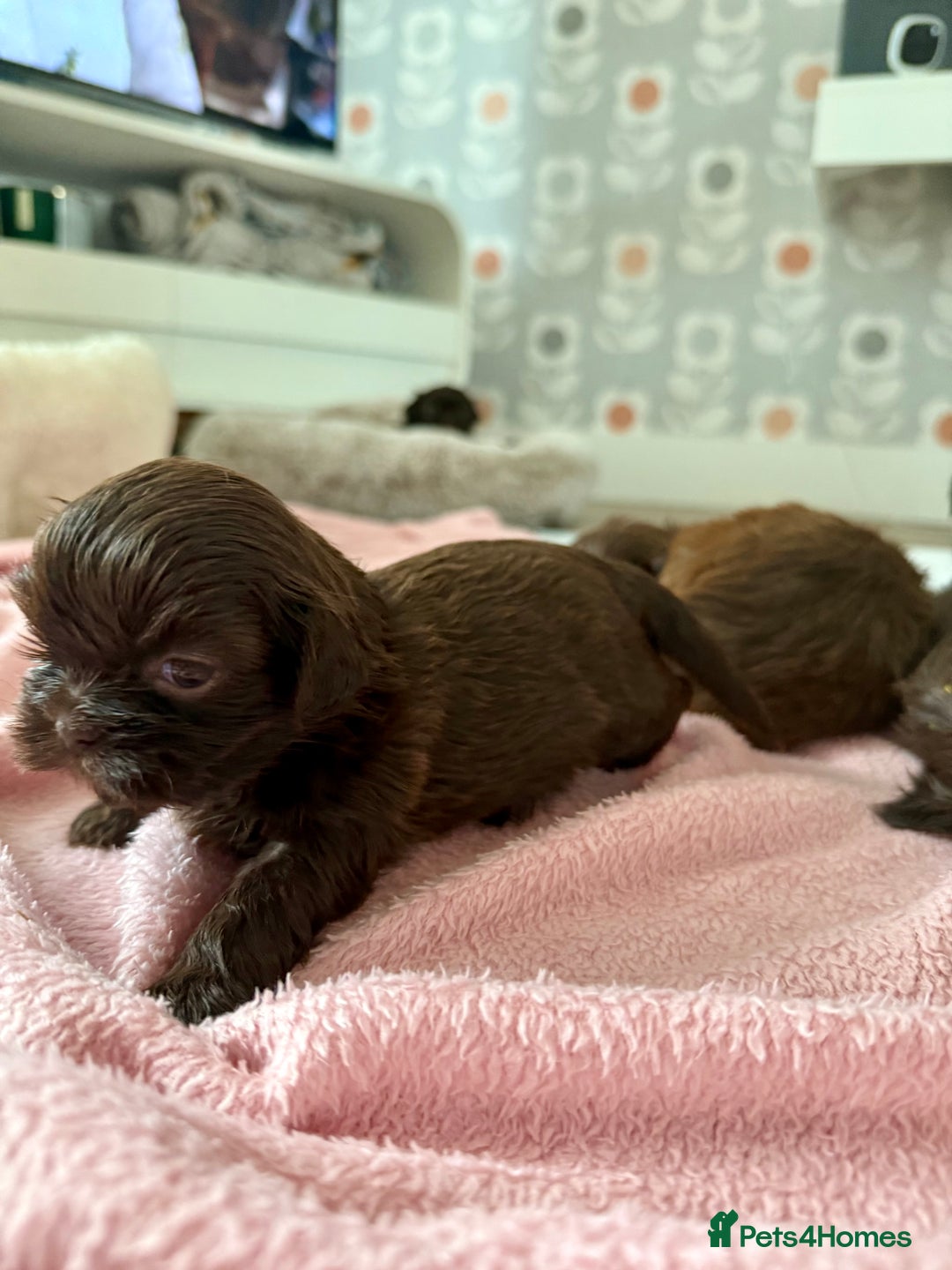Shih Tzu dogs for sale: KC reg, 2 left! Potential blondes in Tamworth - Image 36