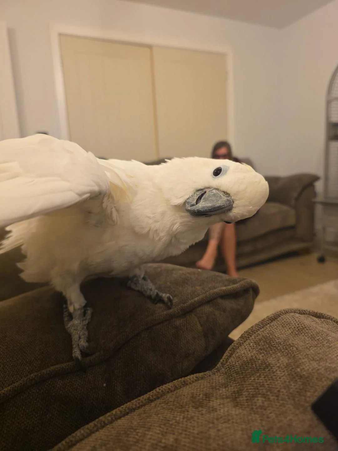 Cockatoo birds for sale: Male cockatoo Flash in Wadebridge - Advert 1