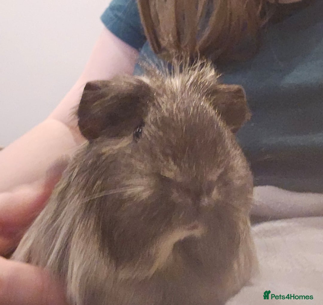 Guinea Pig rodents for sale: Beautiful Grey and white long haired Storm. - Advert 7