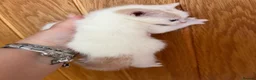 Mixed Breed cats for sale: Lovely cute boy kitten white & ginger  - Advert 3