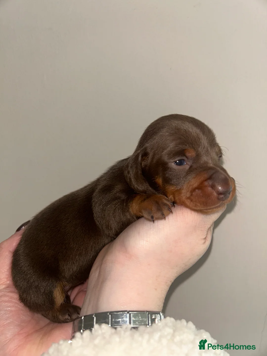 Miniature Dachshund dogs for sale: KC Registered Miniature Smooth Dachshund Puppies   - Advert 11