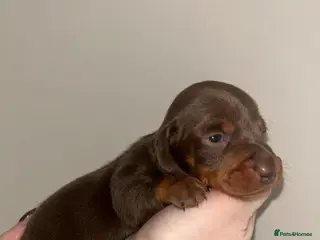 Miniature Dachshund dogs KC Registered Miniature Smooth Dachshund Puppies - Advert 9