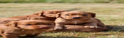 Cocker Spaniel dogs for sale: Cocker spaniel  - Advert 3