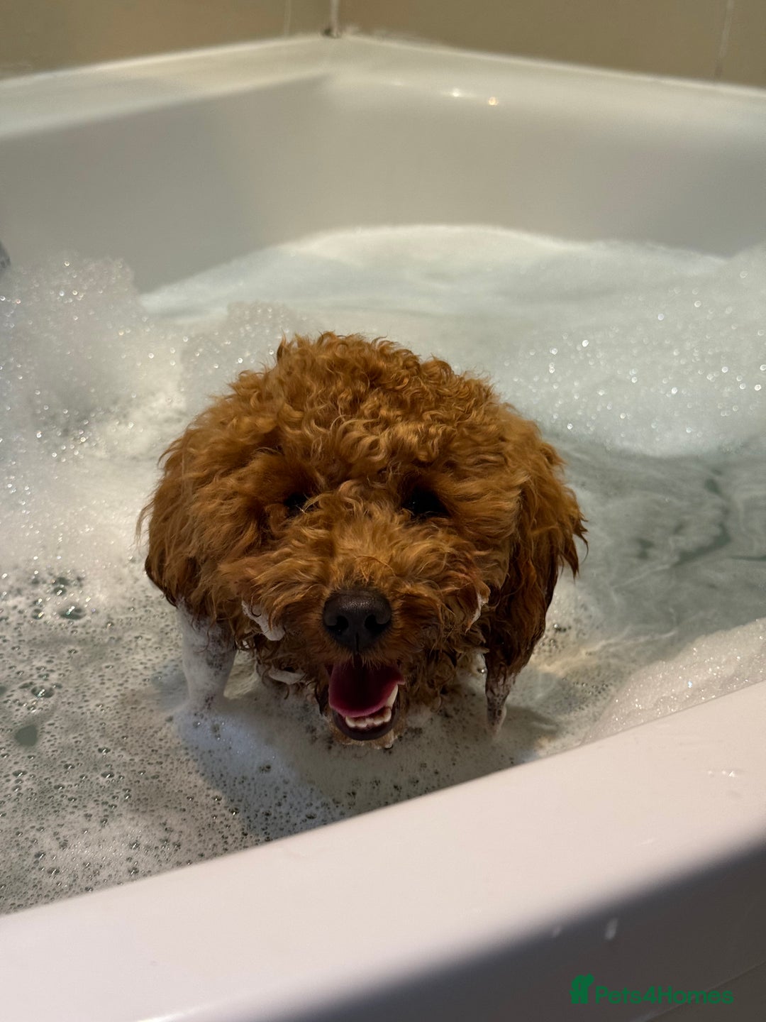 Toy Poodle dogs for sale: Female Toy Poodle  - Image 6