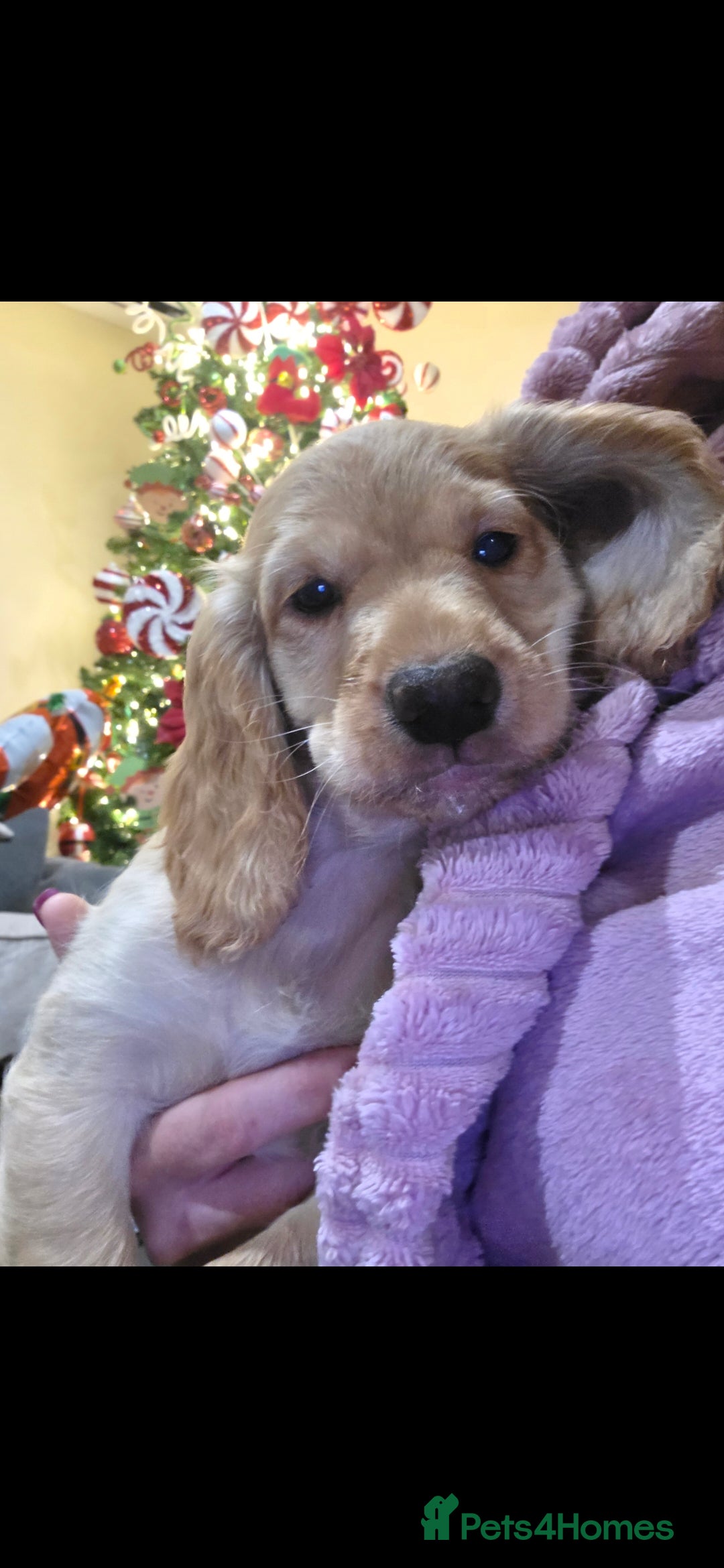 Cocker Spaniel dogs for sale: Golden Working Cocker Spaniel - Advert 2