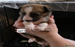 Mixed Breed dogs for sale: Beautiful collie x kelpie puppies  - Image 23