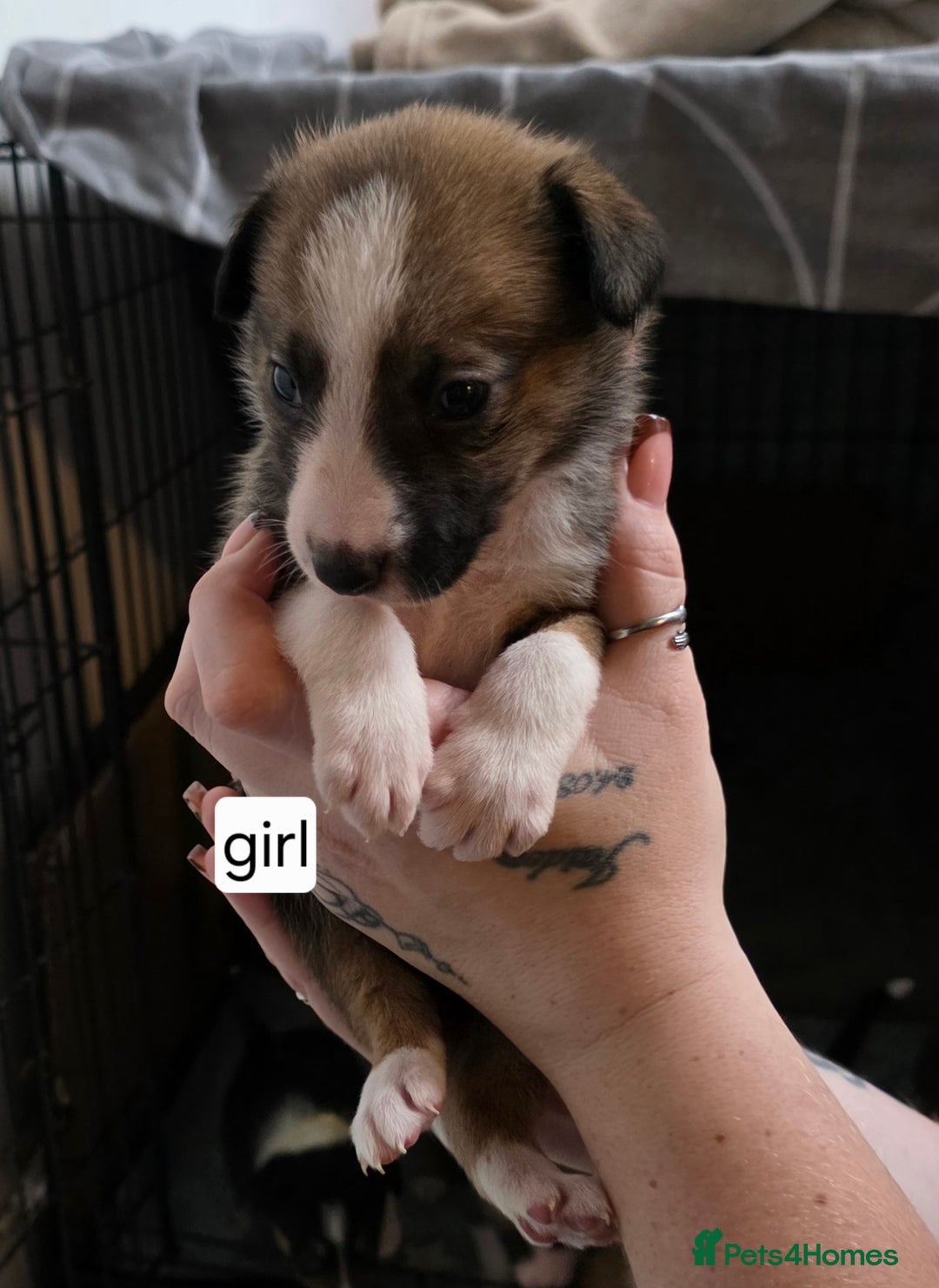 Mixed Breed dogs for sale: Beautiful collie x kelpie puppies  - Image 23