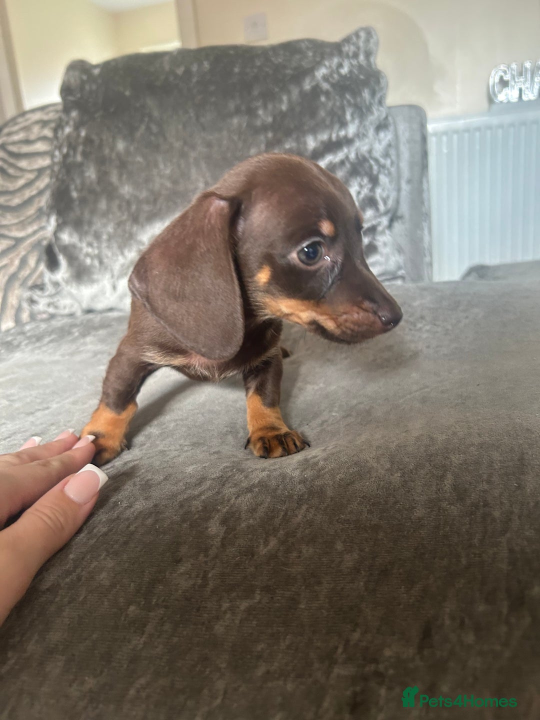Miniature Dachshund dogs for sale: Miniature daschund puppies  - Image 11