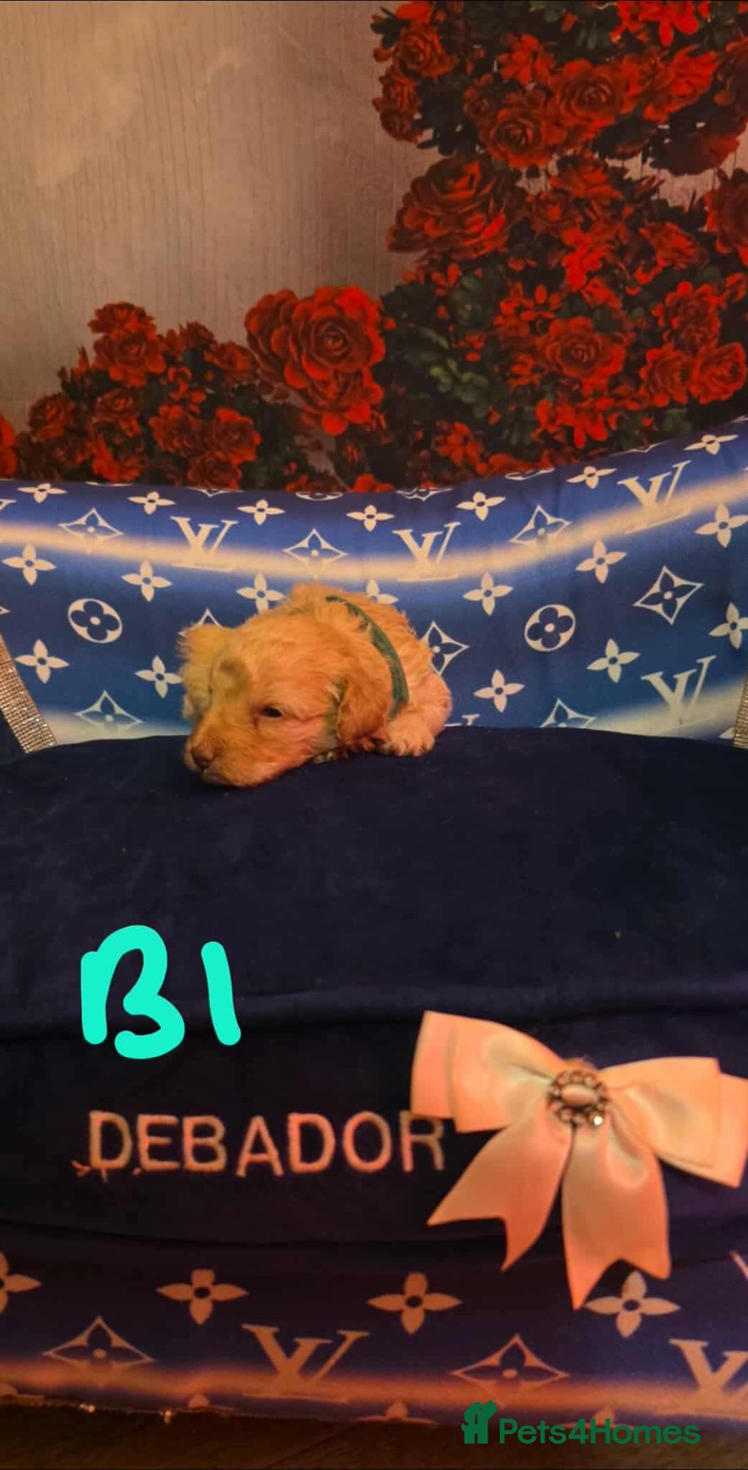 Miniature Poodle dogs for sale: Miniture poodle babies  - Advert 6