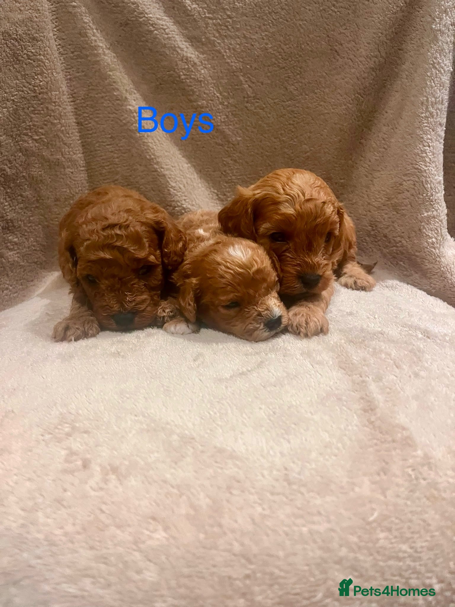 Cavapoo dogs OUTSTANDING F1 CAVAPOO PUPPIES BOTH KC PARENTS  - Advert 2
