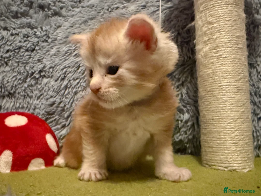 Maine Coon cats for sale: Maine coon kittens reds stunning pedigree’s  - Advert 26