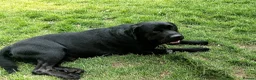 Labrador Retriever dogs for stud: Labrador, proven, health tested, show bred  - Advert 19