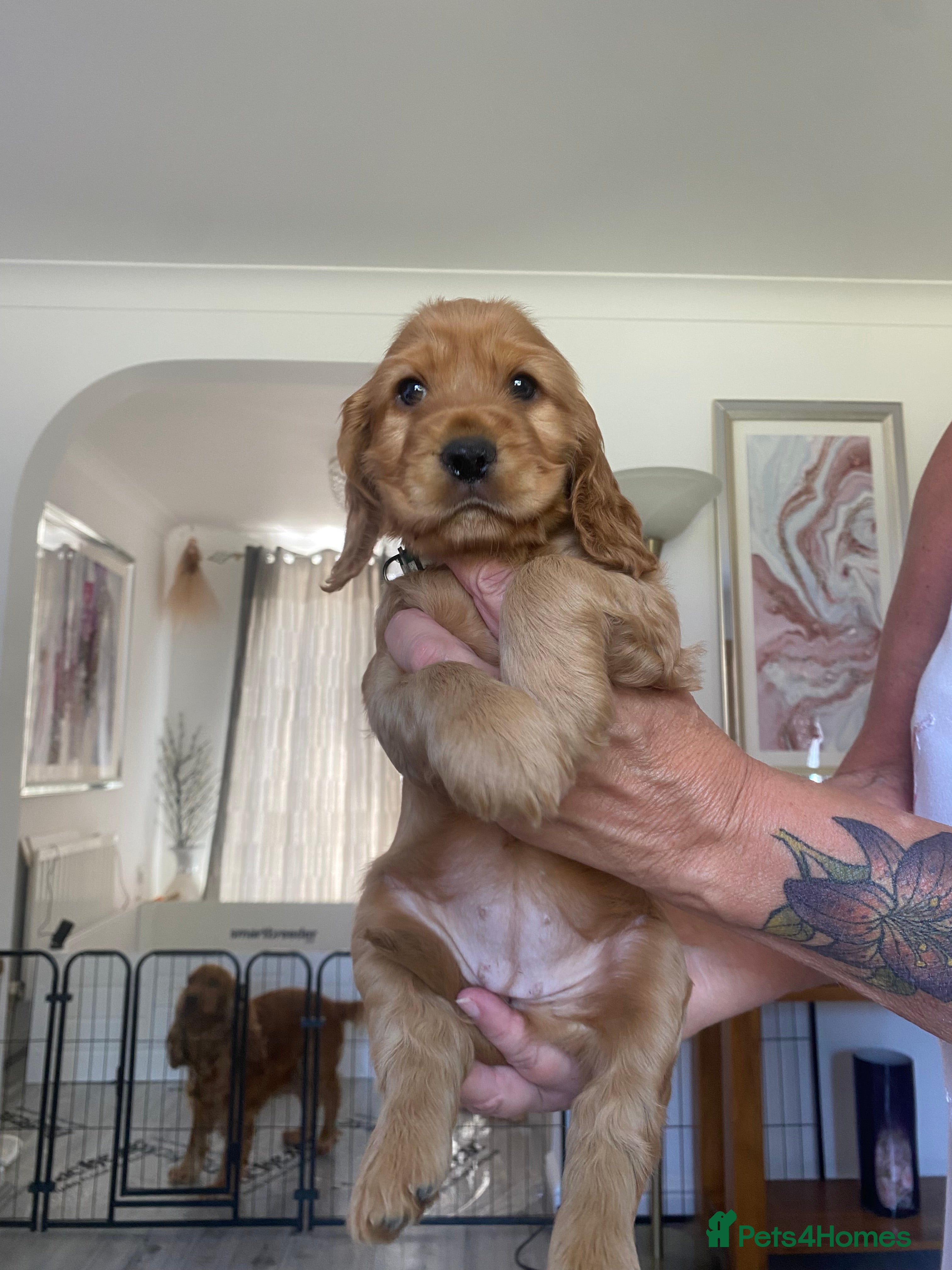 Cocker Spaniel dogs Cocker spaniel Puppies - Advert 2