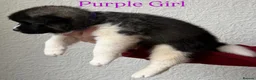 Akita dogs for sale: Chunky Akita puppies in Liverpool - Advert 15