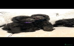 Cavapoo dogs for sale: Cavapoo  - Image 22