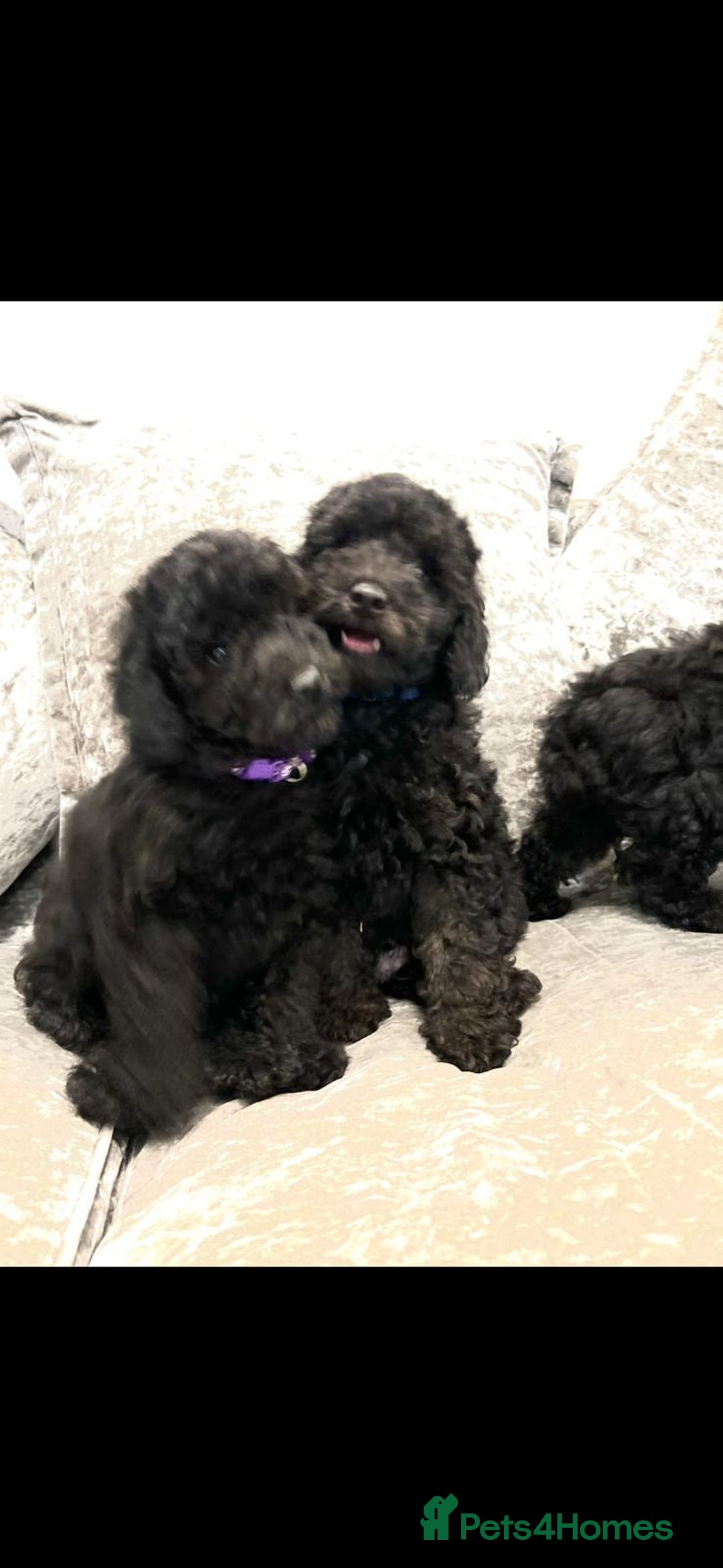 Cavapoo dogs for sale: Cavapoo  - Image 22