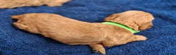 Cockapoo dogs for sale: First class cockerpoo puppies  - Advert 3