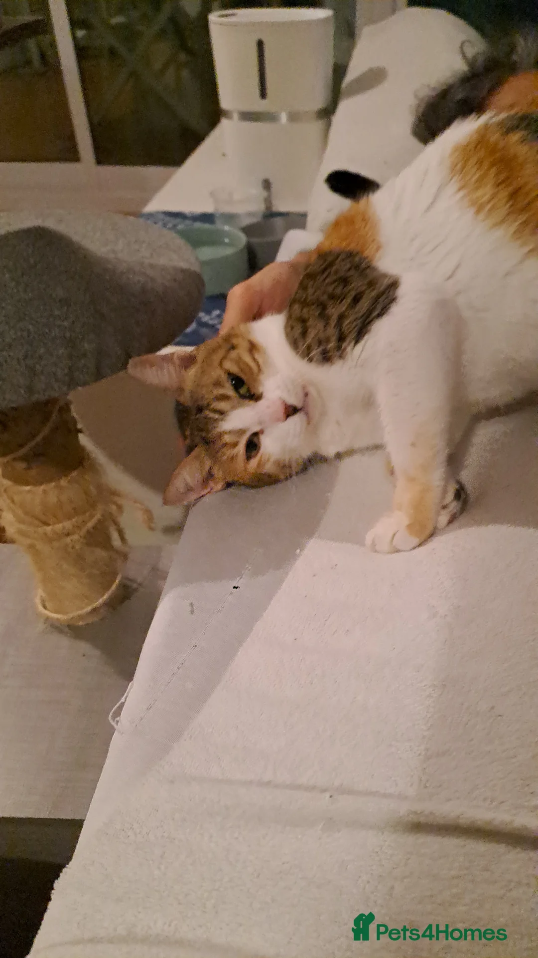 Mixed Breed cats for adoption: Viola - calm and sweet girl - Advert 2