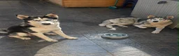 Siberian Husky dogs for sale: 🐾Efe&Sky-looking for a loving home 🐾 - Advert 2