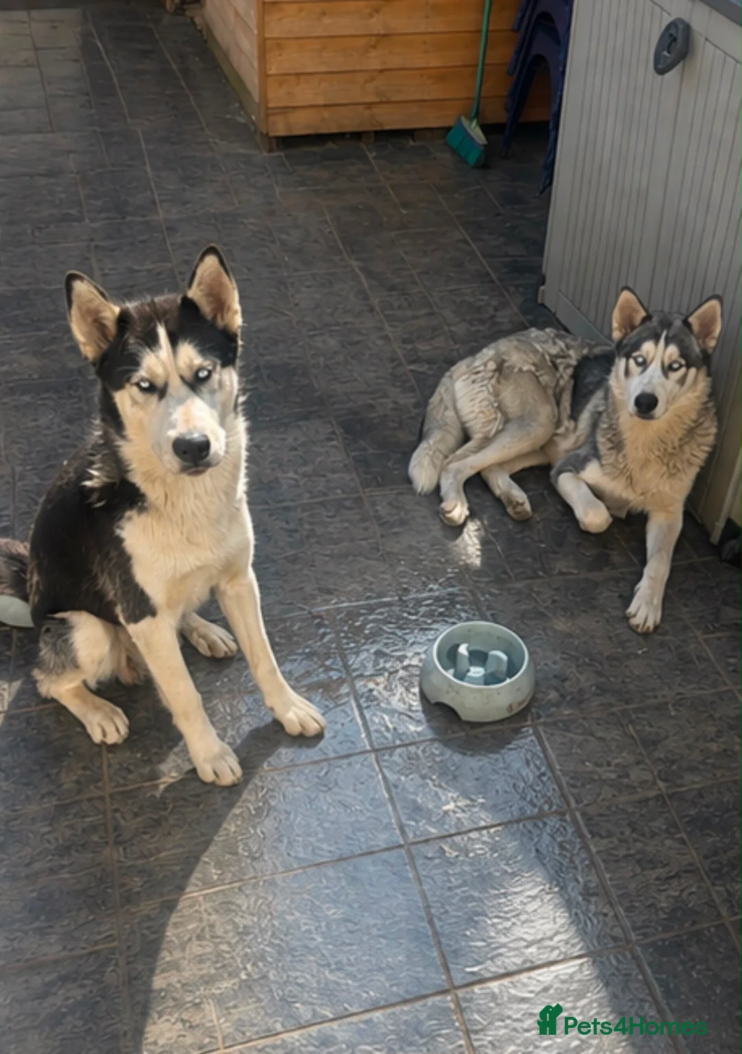 Siberian Husky dogs for sale: 🐾Efe&Sky-looking for a loving home 🐾 - Advert 2