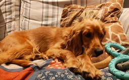 Cavapoo dogs for sale: 7-Month Cavapoo x Spaniel Looking for Forever Home - Image 2