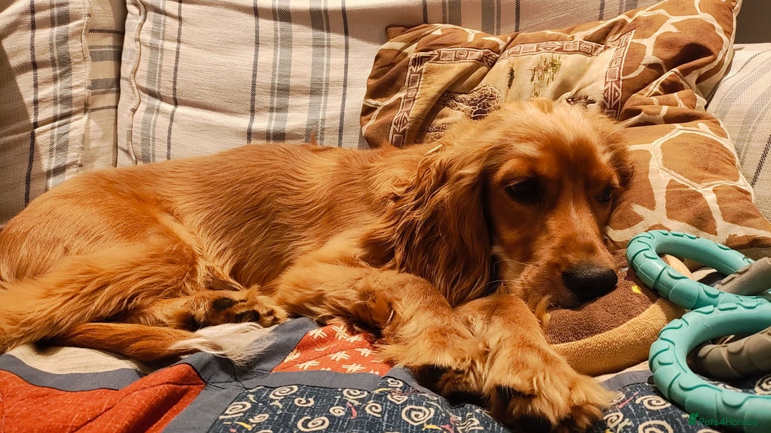 Cavapoo dogs for sale: 7-Month Cavapoo x Spaniel Looking for Forever Home - Image 2