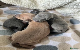 Italian Greyhound dogs for stud: Stud dog . Beautiful Italian greyhound  - Advert 12