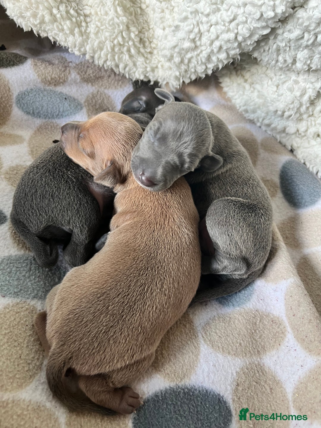 Italian Greyhound dogs for stud: Stud dog . Beautiful Italian greyhound  - Advert 12