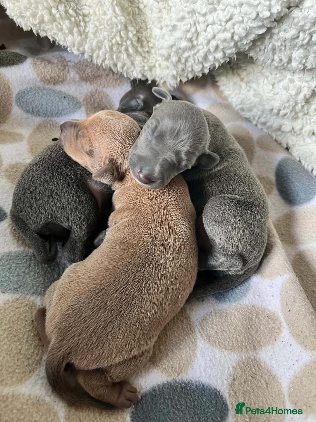 Italian Greyhound dogs for stud: PROVEN Stud dog . Beautiful Italian greyhound  - Advert 12