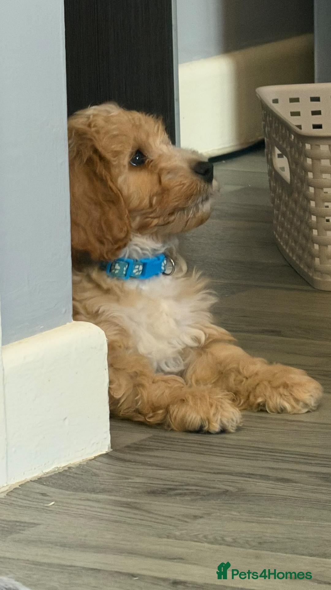 Cockapoo dogs cockapoos 5 LEFT !!!!!!! - Advert 4