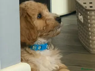Cockapoo dogs cockapoos 5 LEFT !!!!!!! - Advert 4