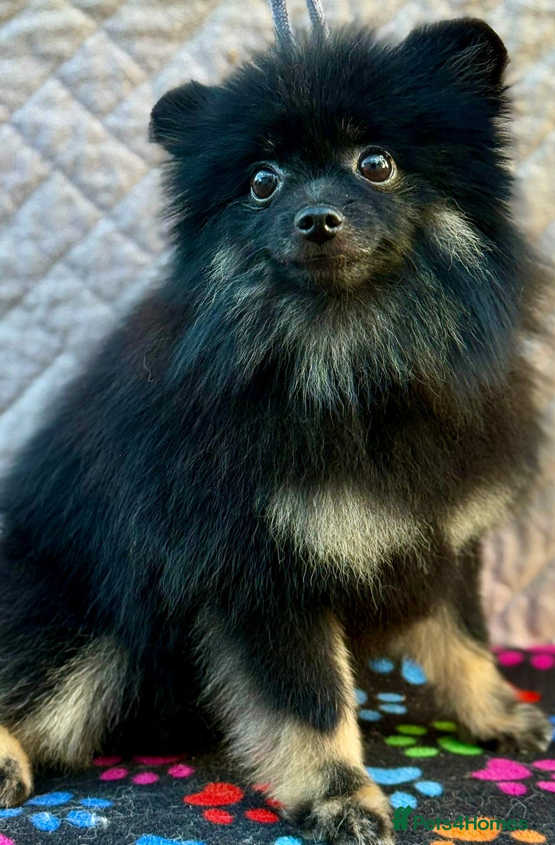 Pomeranian dogs for adoption: Puffy: A Little Heart That Survived - Image 5