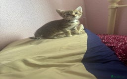 Mixed Breed cats for sale: Adorable kittens  - Image 10