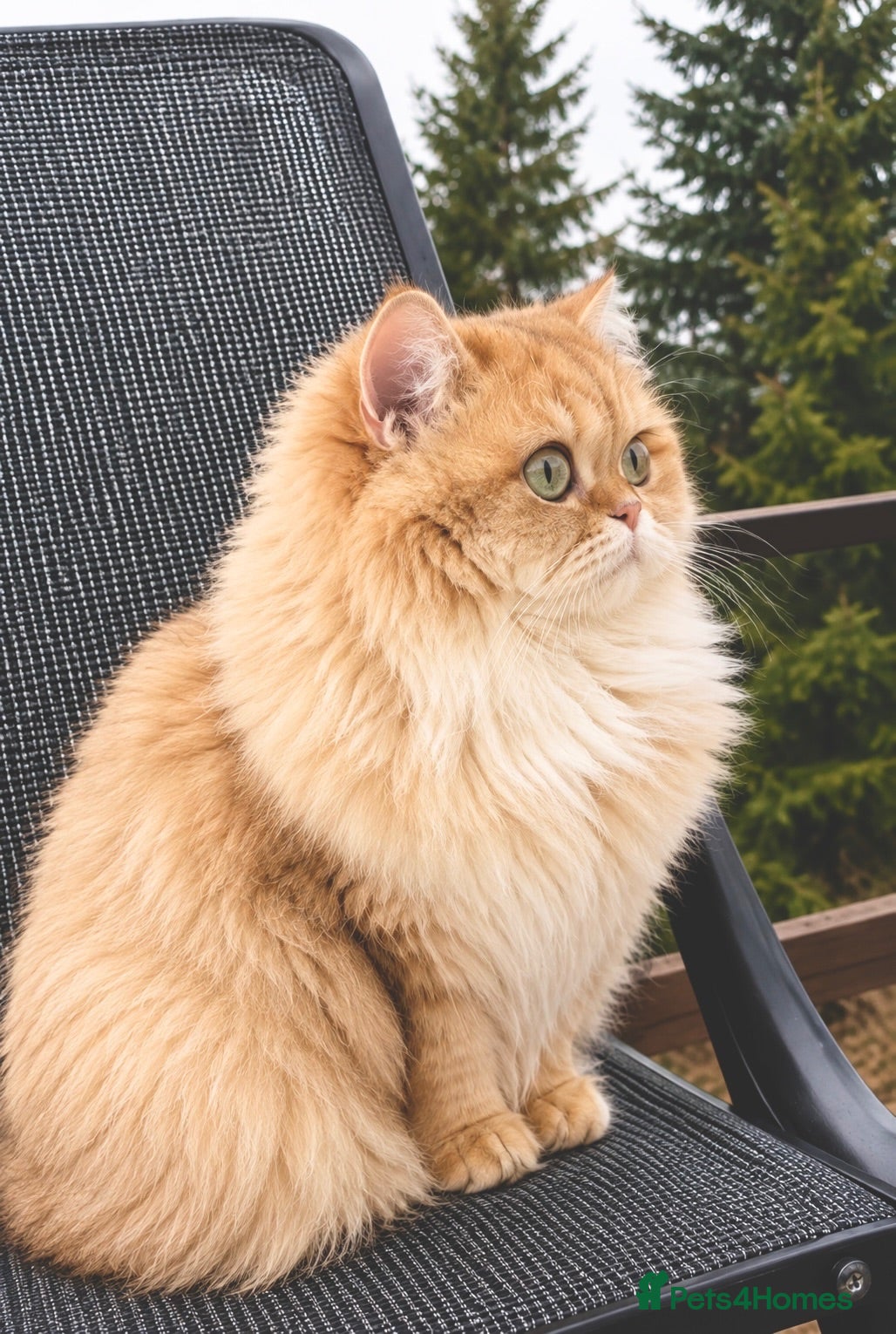 British Longhair cats Rare by12 Chocolate Golden Shaded BLH  - Advert 2