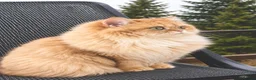 British Longhair cats for sale: Rare by12 Chocolate Golden Shaded BLH  - Advert 1