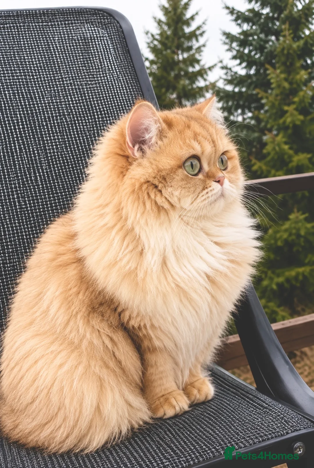 British Longhair cats for sale: Rare by12 Chocolate Golden Shaded BLH  - Advert 1